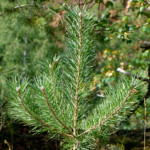 image: Image from the photoset &lsquo;rumelange (xv)&rsquo;.