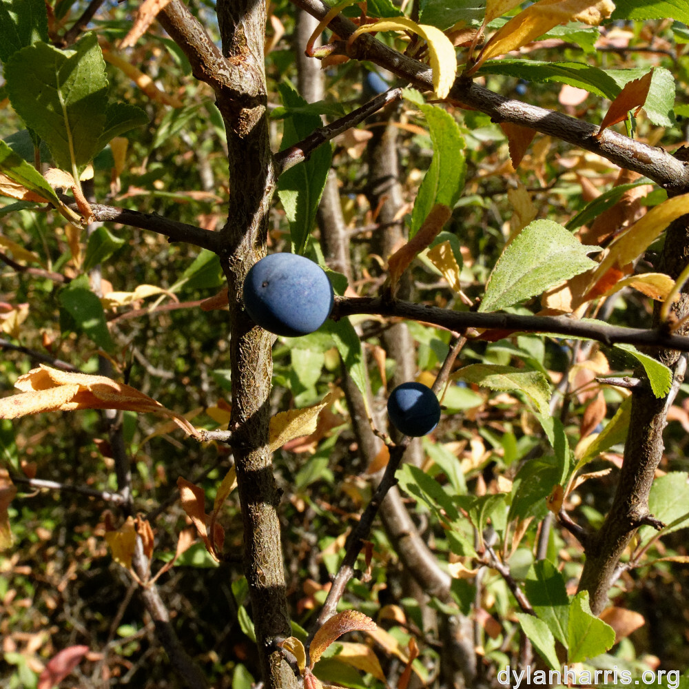 image: This is &lsquo;belvaux (xi) 2&rsquo;.