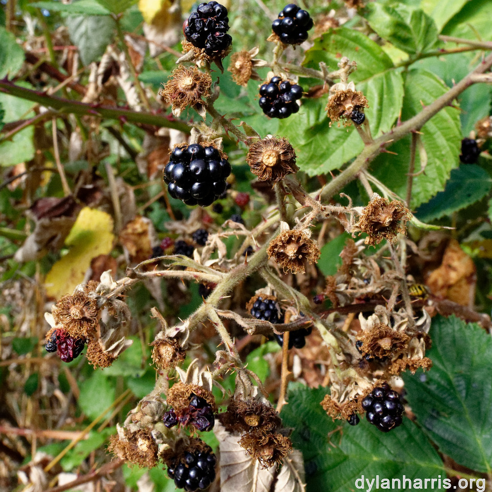 image: This is &lsquo;belvaux (xi) 3&rsquo;.