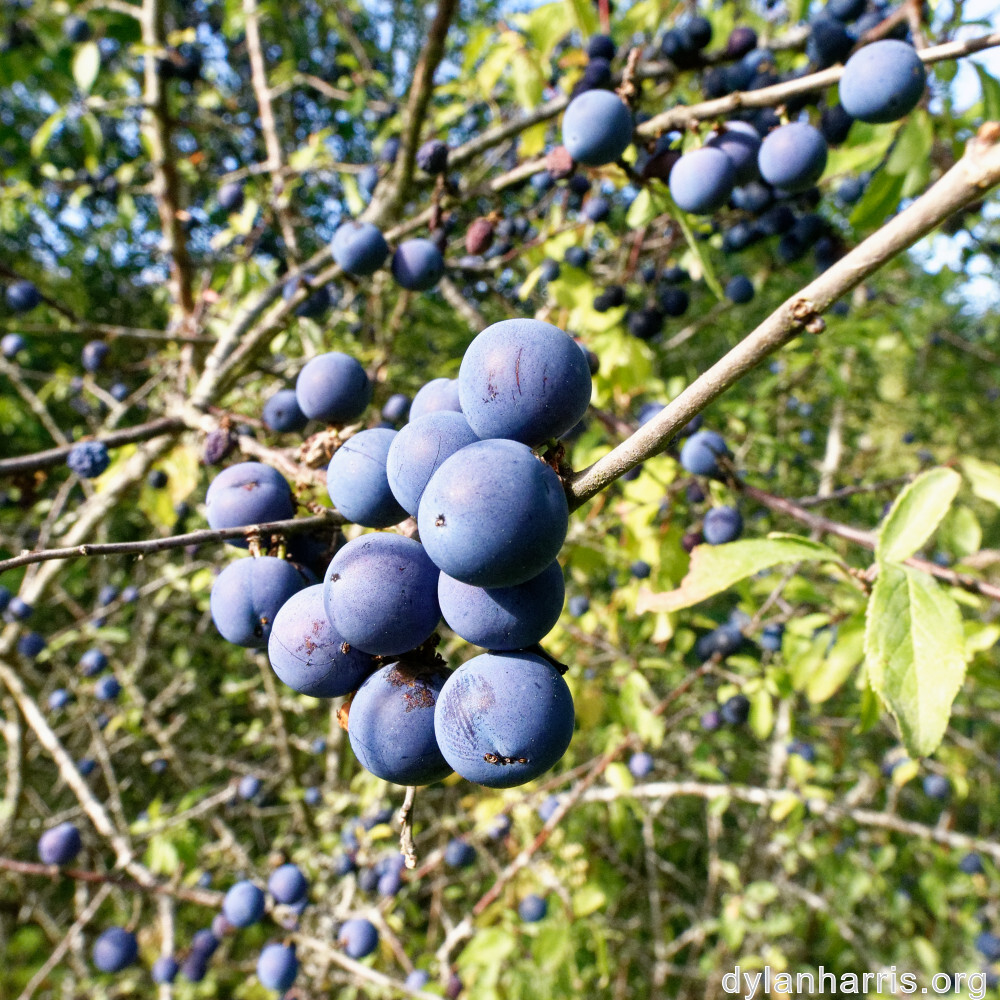 image: This is &lsquo;belvaux (xi) 4&rsquo;.