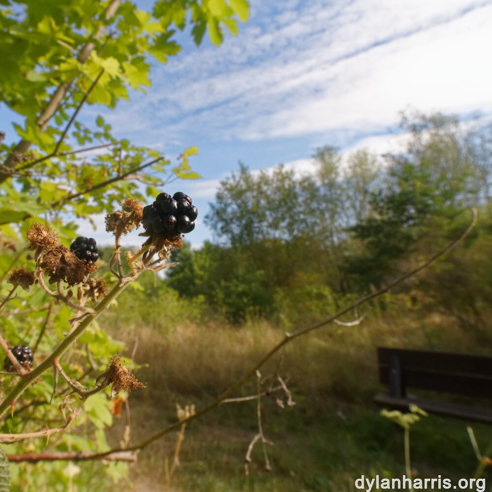 image: This is &lsquo;belvaux (xi) 5&rsquo;.