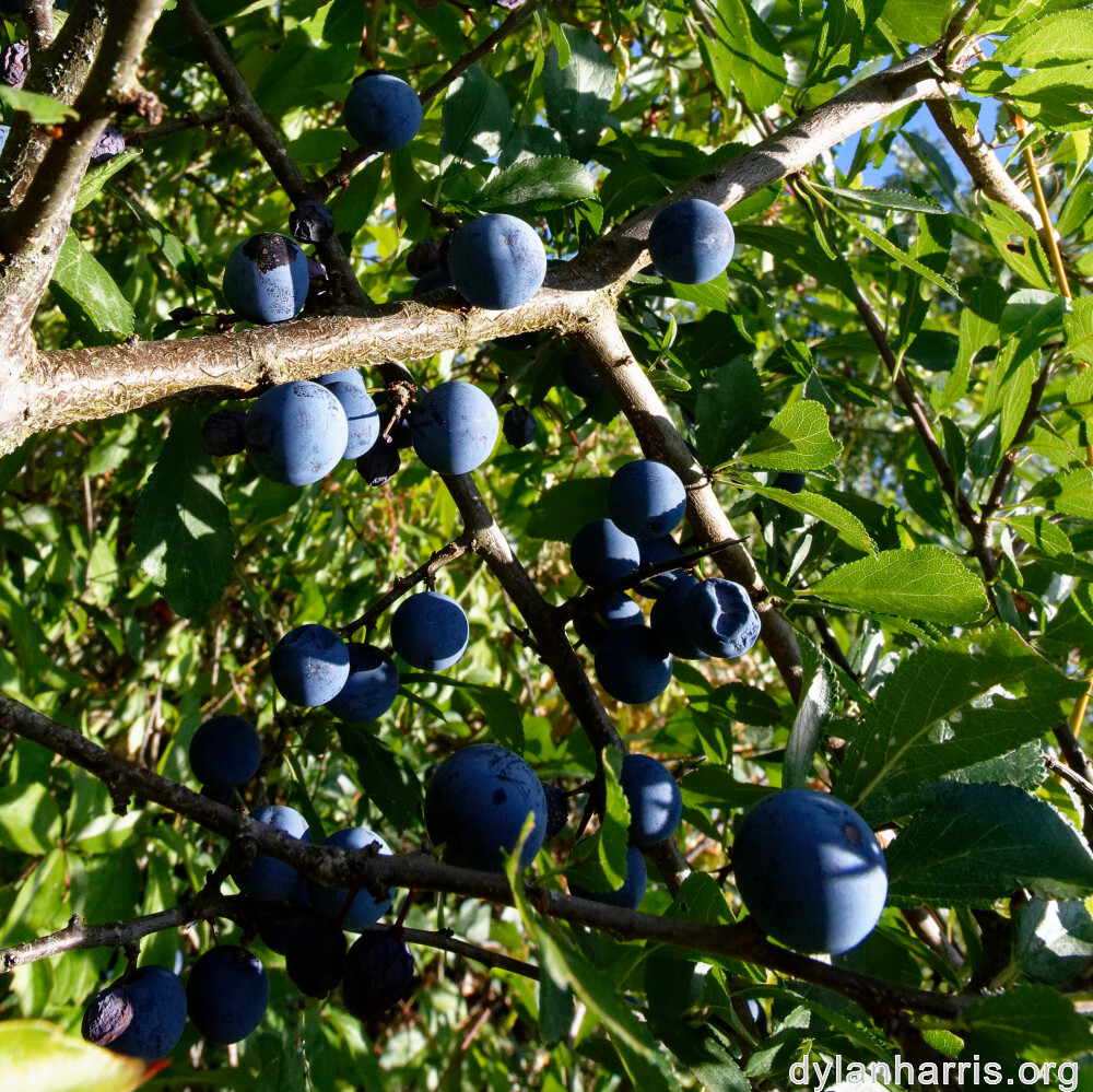 image: This is &lsquo;belvaux (xi) 6&rsquo;.