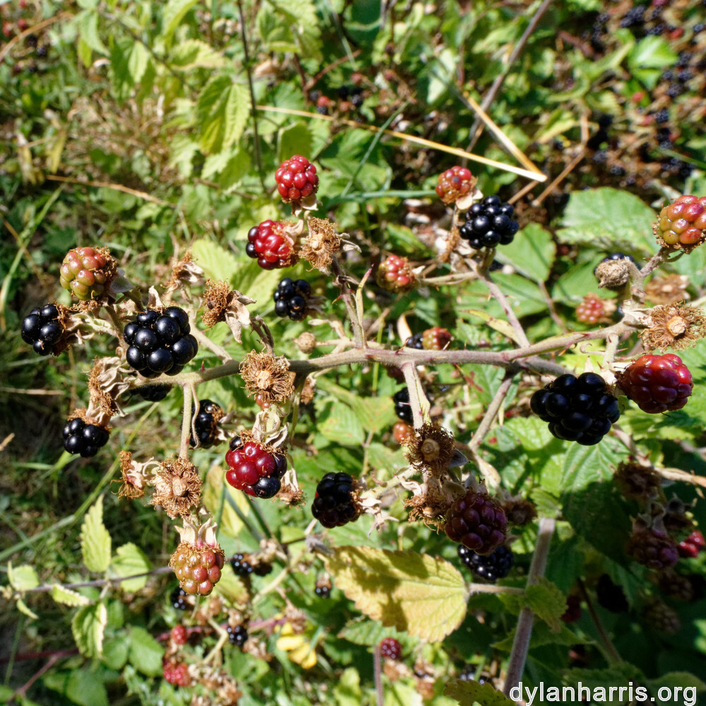 image: This is &lsquo;belvaux (xi) 7&rsquo;.