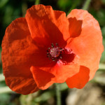 image: Image from the photoset &lsquo;belvaux (xi)&rsquo;.