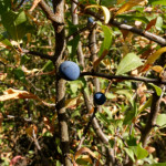 image: Image from the photoset &lsquo;belvaux (xi)&rsquo;.