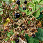 image: Image from the photoset &lsquo;belvaux (xi)&rsquo;.