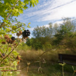 image: Image from the photoset &lsquo;belvaux (xi)&rsquo;.