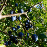 image: Image from the photoset &lsquo;belvaux (xi)&rsquo;.