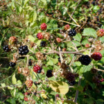 image: Image from the photoset &lsquo;belvaux (xi)&rsquo;.