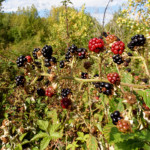 image: Image from the photoset &lsquo;belvaux (xi)&rsquo;.