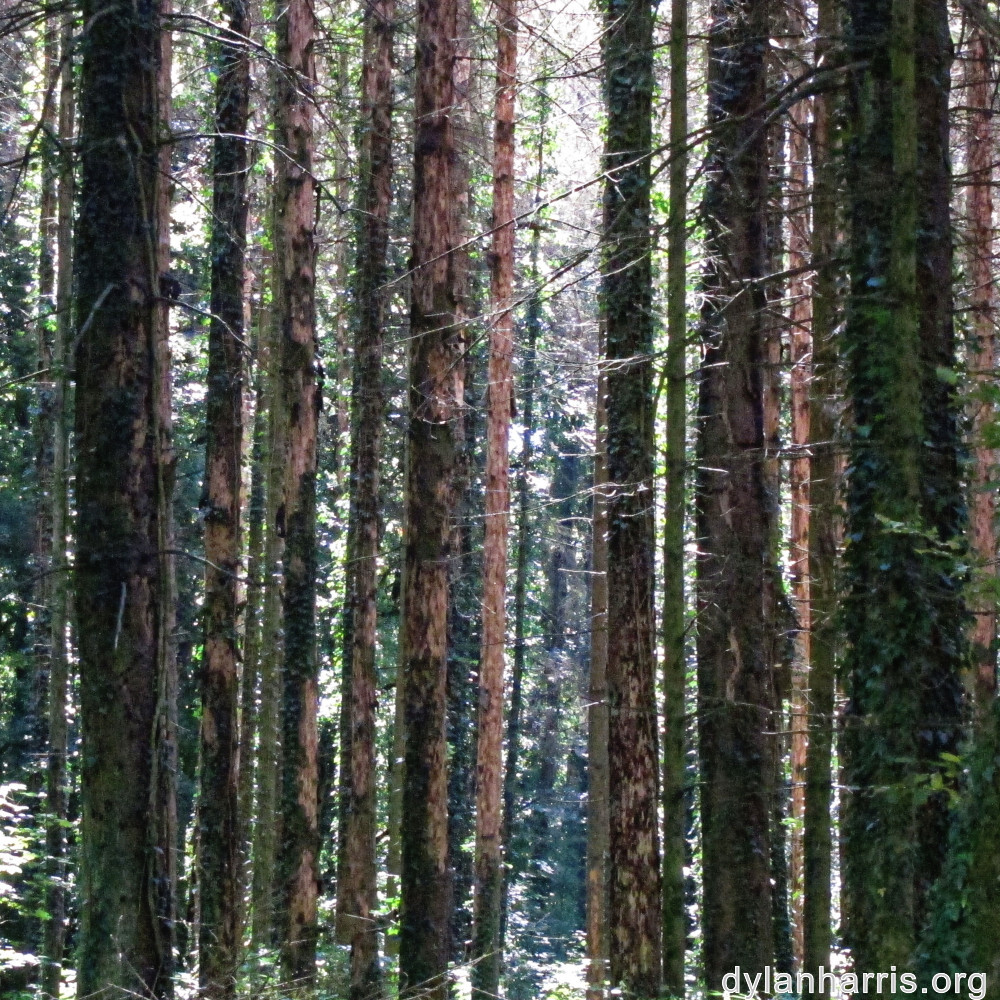 image: This is &lsquo;differdange 5&rsquo;.