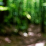 image: Image from the photoset &lsquo;mullerthal (i)&rsquo;.