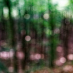 image: Image from the photoset &lsquo;mullerthal (i)&rsquo;.