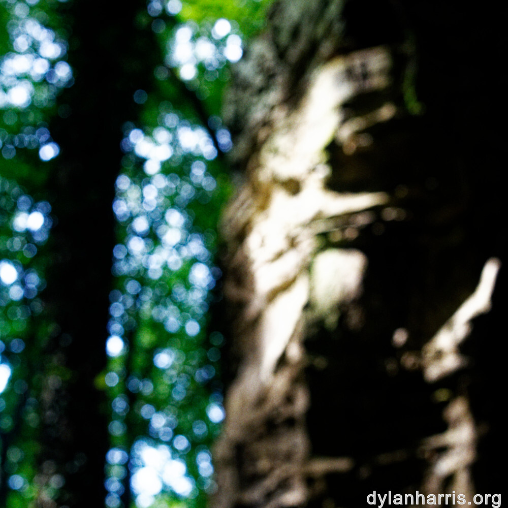 image: This is &lsquo;mullerthal (ii) 1&rsquo;.