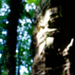 image: Image from the photoset &lsquo;mullerthal (ii)&rsquo;.