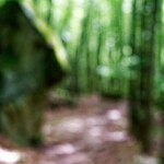 image: Image from the photoset &lsquo;mullerthal (ii)&rsquo;.