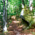 image: Image from the photoset &lsquo;mullerthal (ii)&rsquo;.