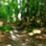 image: Image from the photoset &lsquo;mullerthal (ii)&rsquo;.