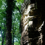 image: Image from the photoset &lsquo;mullerthal (iii)&rsquo;.