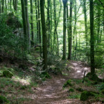 image: Image from the photoset &lsquo;mullerthal (iv)&rsquo;.