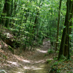 image: Image from the photoset &lsquo;mullerthal (iv)&rsquo;.