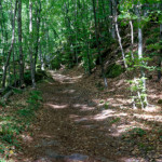 image: Image from the photoset &lsquo;mullerthal (iv)&rsquo;.