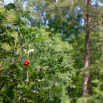 image: Image from the photoset &lsquo;beaufort (ii)&rsquo;.