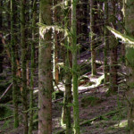 image: Image from the photoset &lsquo;beaufort (ii)&rsquo;.