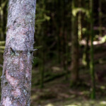 image: Image from the photoset &lsquo;beaufort (ii)&rsquo;.