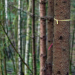 image: Image from the photoset &lsquo;beaufort (ii)&rsquo;.