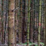 image: Image from the photoset &lsquo;beaufort (ii)&rsquo;.