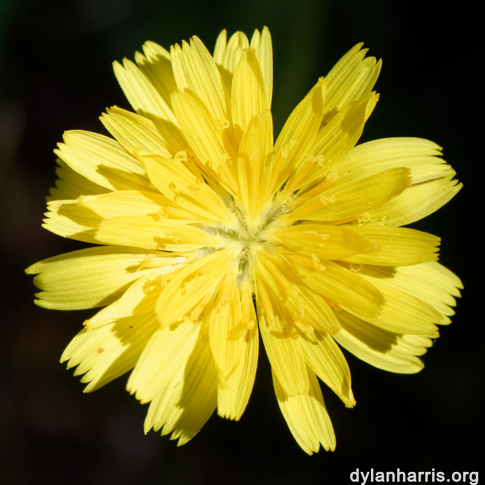 image: This is &lsquo;escher blummen (clviii) 1&rsquo;.