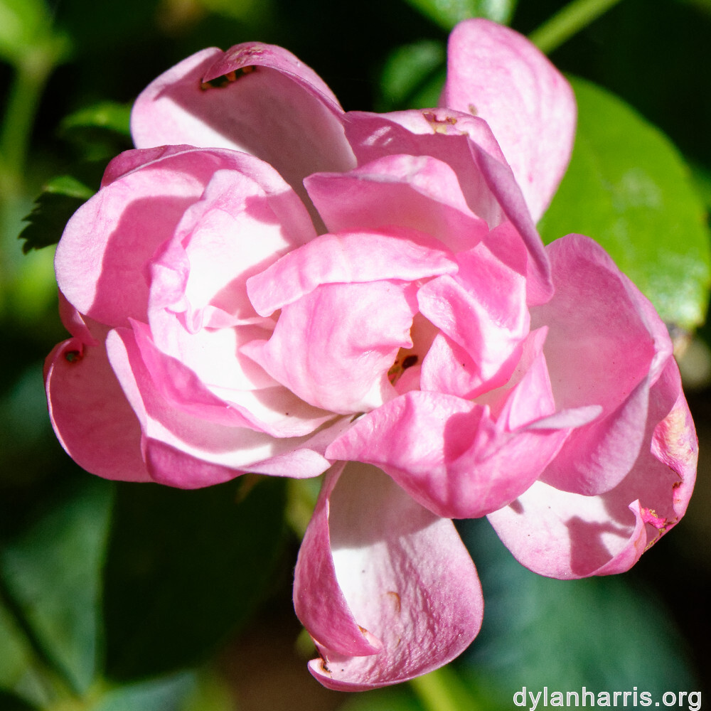 image: This is &lsquo;escher blummen (clviii) 2&rsquo;.