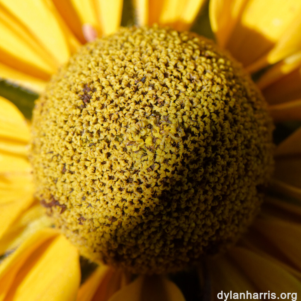 image: This is &lsquo;escher blummen (clviii) 3&rsquo;.