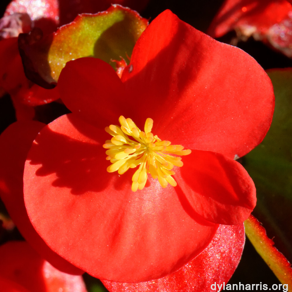 image: This is &lsquo;escher blummen (clviii) 4&rsquo;.