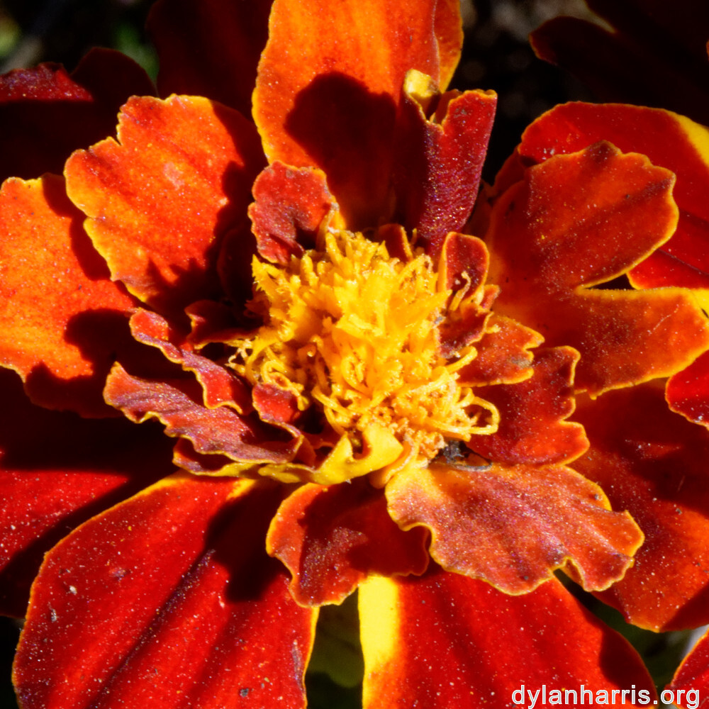 image: This is &lsquo;escher blummen (clviii) 5&rsquo;.