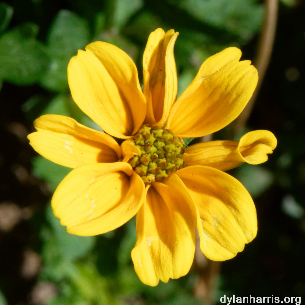 image: This is &lsquo;escher blummen (clviii) 6&rsquo;.