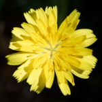 image: Image from the photoset &lsquo;escher blummen (clviii)&rsquo;.