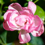 image: Image from the photoset &lsquo;escher blummen (clviii)&rsquo;.