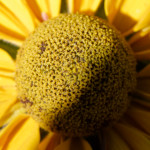 image: Image from the photoset &lsquo;escher blummen (clviii)&rsquo;.