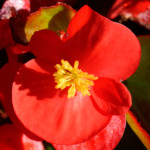 image: Image from the photoset &lsquo;escher blummen (clviii)&rsquo;.