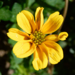 image: Image from the photoset &lsquo;escher blummen (clviii)&rsquo;.