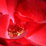 image: Image from the photoset &lsquo;escher blummen (clix)&rsquo;.