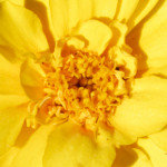 image: Image from the photoset &lsquo;escher blummen (clx)&rsquo;.