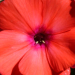 image: Image from the photoset &lsquo;escher blummen (clxi)&rsquo;.