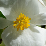 image: Image from the photoset &lsquo;escher blummen (clxi)&rsquo;.