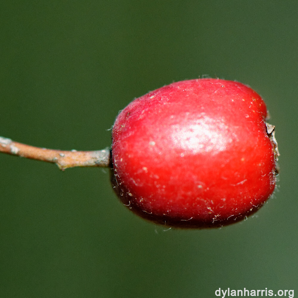 image: This is &lsquo;rumelange 1&rsquo;.