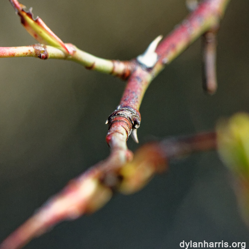 image: This is &lsquo;rumelange 5&rsquo;.