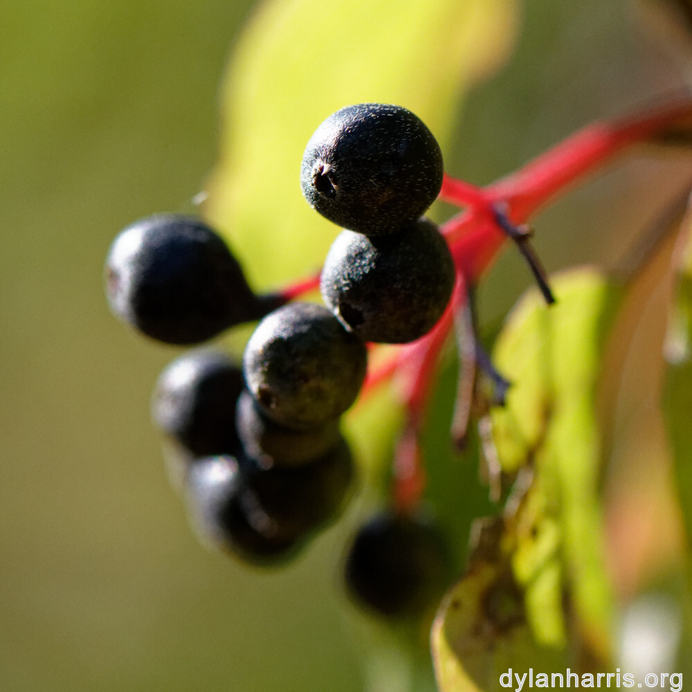 image: This is &lsquo;rumelange 7&rsquo;.