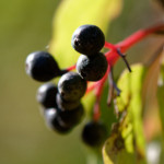 image: Image from the photoset &lsquo;rumelange (xvi)&rsquo;.